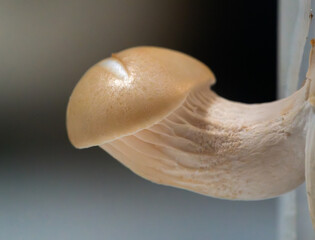 A small spore of an oyster mushroom, seen in a macro side perspective.