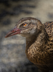 close up of a duck
