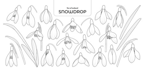 Set of isolated Snowdrop. Cute flower illustration in hand drawn style. Black outline and white plain on a transparent background.