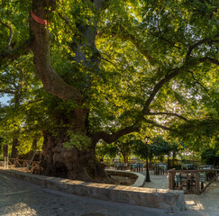 Plane Trees of Krasi, Crete, Greece, the oldest tree with a perimeter of 24 meters is supposed to be approximately 2000 years old