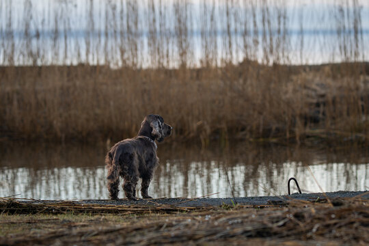 Brown Cocker Spaniel dog Brown looking at the sea. Chocolate brown Cocker Spaniel standing on harbour pier. 
