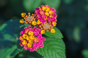 Lantana Camara, a small perennial shrub with yellow, orange to pink flowers