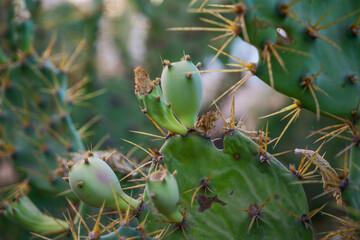 Prickly pear cactus with flowers and fruits. Opuntia, mainly known for their flavorful fruits and snowy flowers.