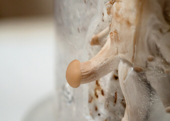 A single small spore of an oyster mushroom. Macro.
