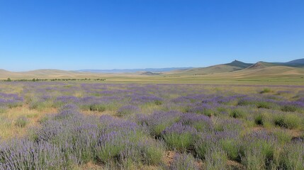Obraz premium Lavender Field Underneath a Vast Blue Sky and Rolling Hills