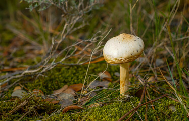 Mushrooms and fungi growing right next to moss, branches and leaves in mountain forests