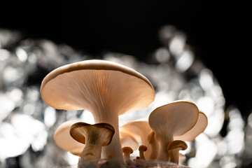 The journey of cultivating oyster mushrooms starts right in the comfort of your home