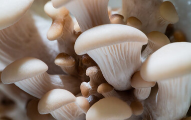 The process of growing oyster mushrooms begins in the comfort of your own home.
