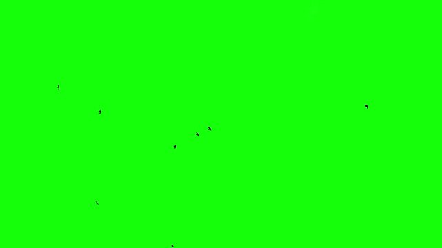 Black ravens soar freely in the sky, riding the currents of the wind. A flock of black birds flying on chroma key green screen background. Silhouettes of Migrating Birds in motion. For compositing VFX