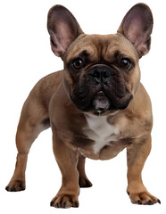 Fototapeta premium French Bulldog Standing Proudly png clipart transparent