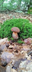 mushrooms in the moss
