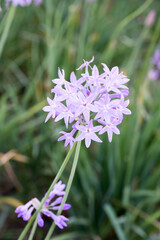 Beautiful Society Garlic (tulbaghia violacea) flowers.