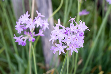 Beautiful Society Garlic (tulbaghia violacea) flowers.