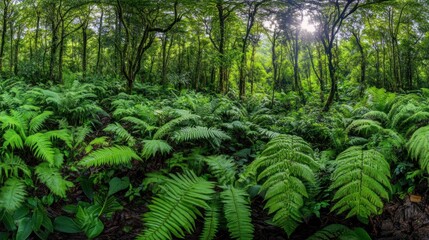 Fototapeta premium Lush Green Forest Ferns Sunlight Canopy Trees
