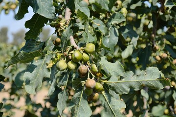 Fototapeta premium Hazelnut Shrub Close-Up A hazelnut bush with clusters of green, unripened nuts in soft focus. 