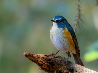 森の中で枯れ木に留まって周りを見渡しているルリビタキの雄