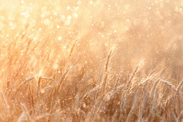 Fototapeta premium Sunlit golden wheat field glistening with dew drops at dawn, creating a serene and tranquil atmosphere