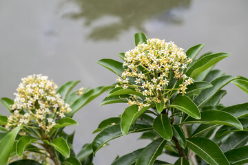 The Taiwanese cheesewood (Pittosporum pentandrum (Blanco) Merr.) flowers.