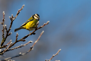 A blue tit (Cyanistes caeruleus) perched on a branch in winter