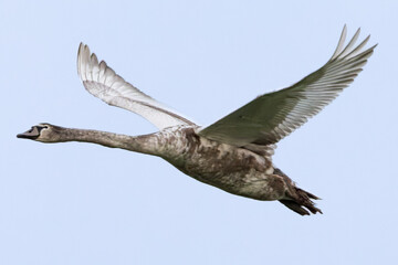 A young, still-grey mute swan (Cygnus olor) in flight, wings outstretched, gliding gracefully through the air.