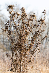 The Common Thistle (Cirsium vulgare) in winter, shown in close-up.