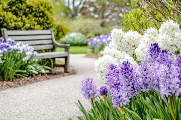 Obraz premium Hyacinth Garden Pathway A garden path flanked by hyacinths in shades of lavender and white, with a wooden bench in the distance