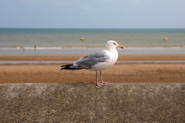 Gull at the Beach in Dymchurch, Kent, UK