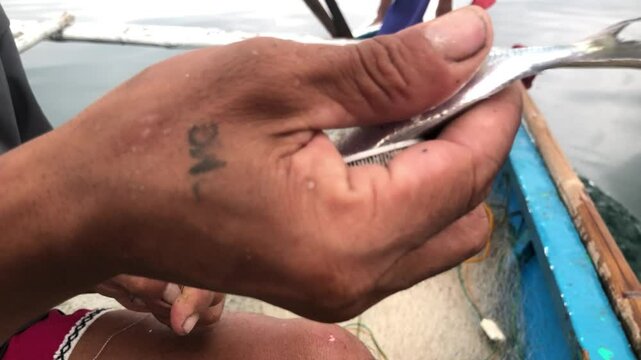 A fisherman impales a small fish on a fishing hook to use it as bait.