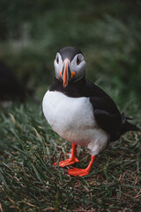 Puffin - Papageientaucher auf Island