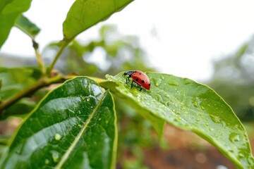 Fototapeta premium Ladybug on a Leaf A bright red ladybug crawling on a fresh green leaf with water droplets