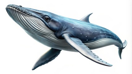 Naklejka premium Humpback Whale Illustration