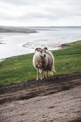 ein Schaf auf Island im Sommer