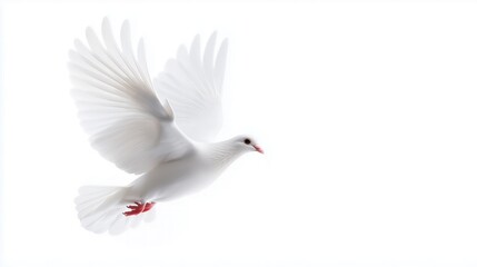 Fototapeta premium White dove flying in the sky isolated on white background