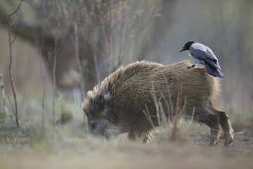 Dzik euroazjatycki, dzik, (Sus scrofa) © Bartosz Rakoczy