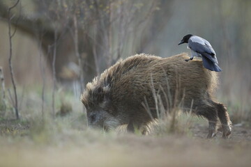 Dzik euroazjatycki, dzik, (Sus scrofa) © Bartosz Rakoczy