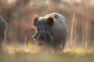 Dzik euroazjatycki, dzik, (Sus scrofa) © Bartosz Rakoczy