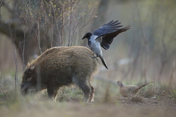 Dzik euroazjatycki, dzik, (Sus scrofa) © Bartosz Rakoczy