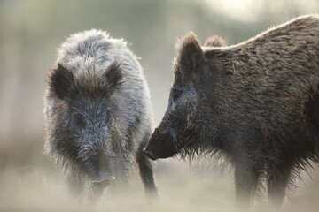 Dzik euroazjatycki, dzik, (Sus scrofa) © Bartosz Rakoczy