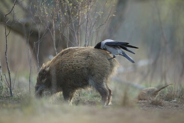 Dzik euroazjatycki, dzik, (Sus scrofa) © Bartosz Rakoczy