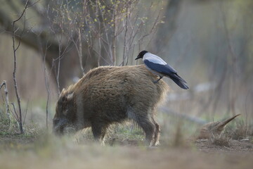Dzik euroazjatycki, dzik, (Sus scrofa) © Bartosz Rakoczy