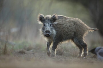 Dzik euroazjatycki, dzik, (Sus scrofa) © Bartosz Rakoczy