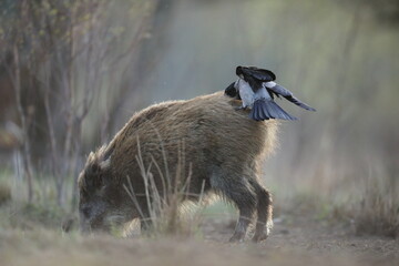 Dzik euroazjatycki, dzik, (Sus scrofa) © Bartosz Rakoczy