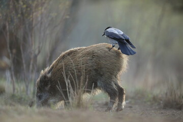 Dzik euroazjatycki, dzik, (Sus scrofa) © Bartosz Rakoczy