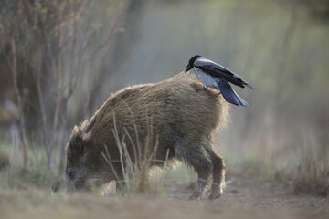 Dzik euroazjatycki, dzik, (Sus scrofa) © Bartosz Rakoczy