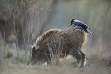 Dzik euroazjatycki, dzik, (Sus scrofa) © Bartosz Rakoczy