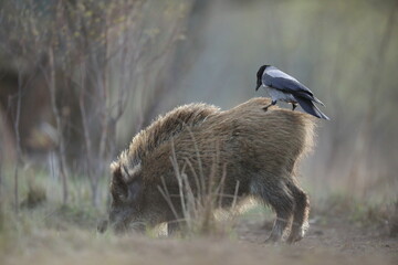 Dzik euroazjatycki, dzik, (Sus scrofa) © Bartosz Rakoczy