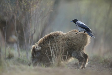 Dzik euroazjatycki, dzik, (Sus scrofa) © Bartosz Rakoczy