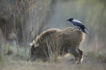 Dzik euroazjatycki, dzik, (Sus scrofa) © Bartosz Rakoczy