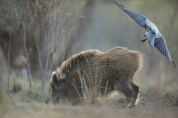 Dzik euroazjatycki, dzik, (Sus scrofa) © Bartosz Rakoczy