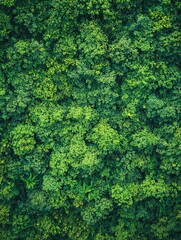 Dense Lush Green Foliage Canopy Overhead View Natural Pattern Texture Background